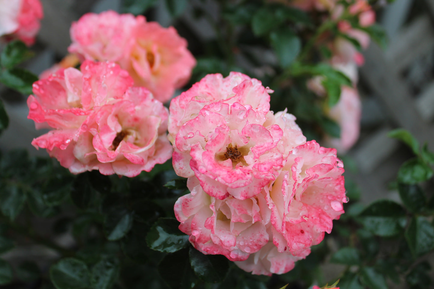ROSA `DRIFT PEACH 2g