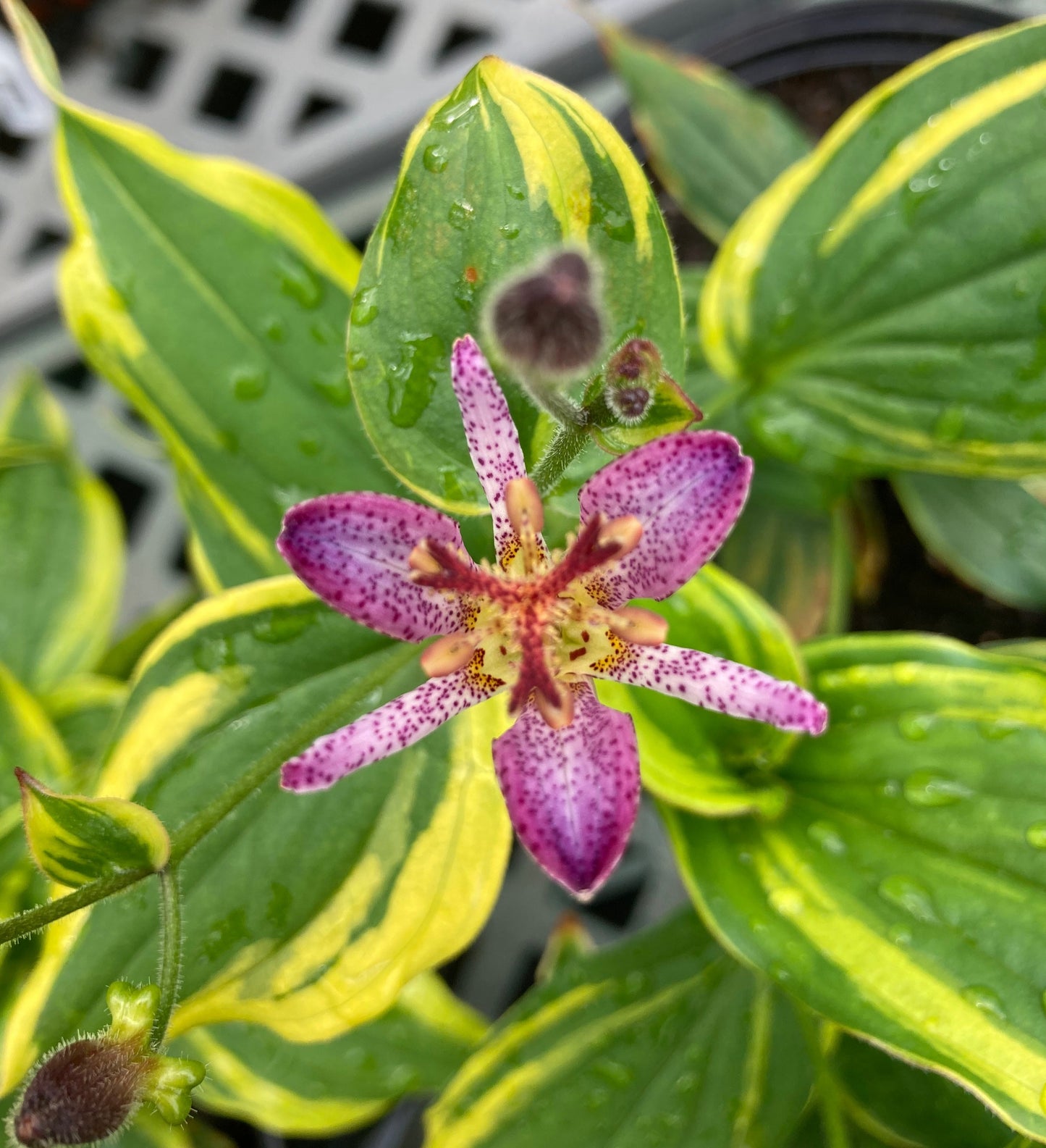 Tricyrtis f. Samurai 1g
