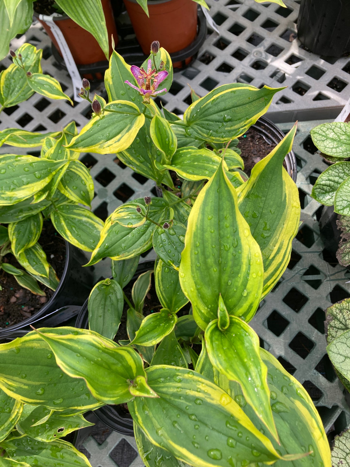 Tricyrtis f. Samurai 1g