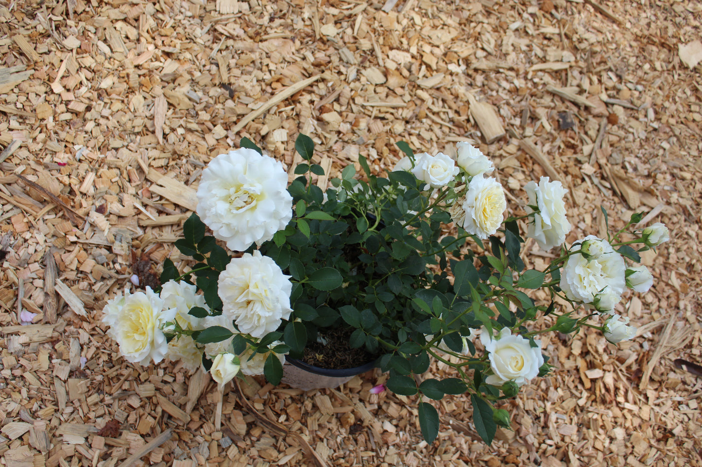 ROSA REMINISCENT `CREMA 3g