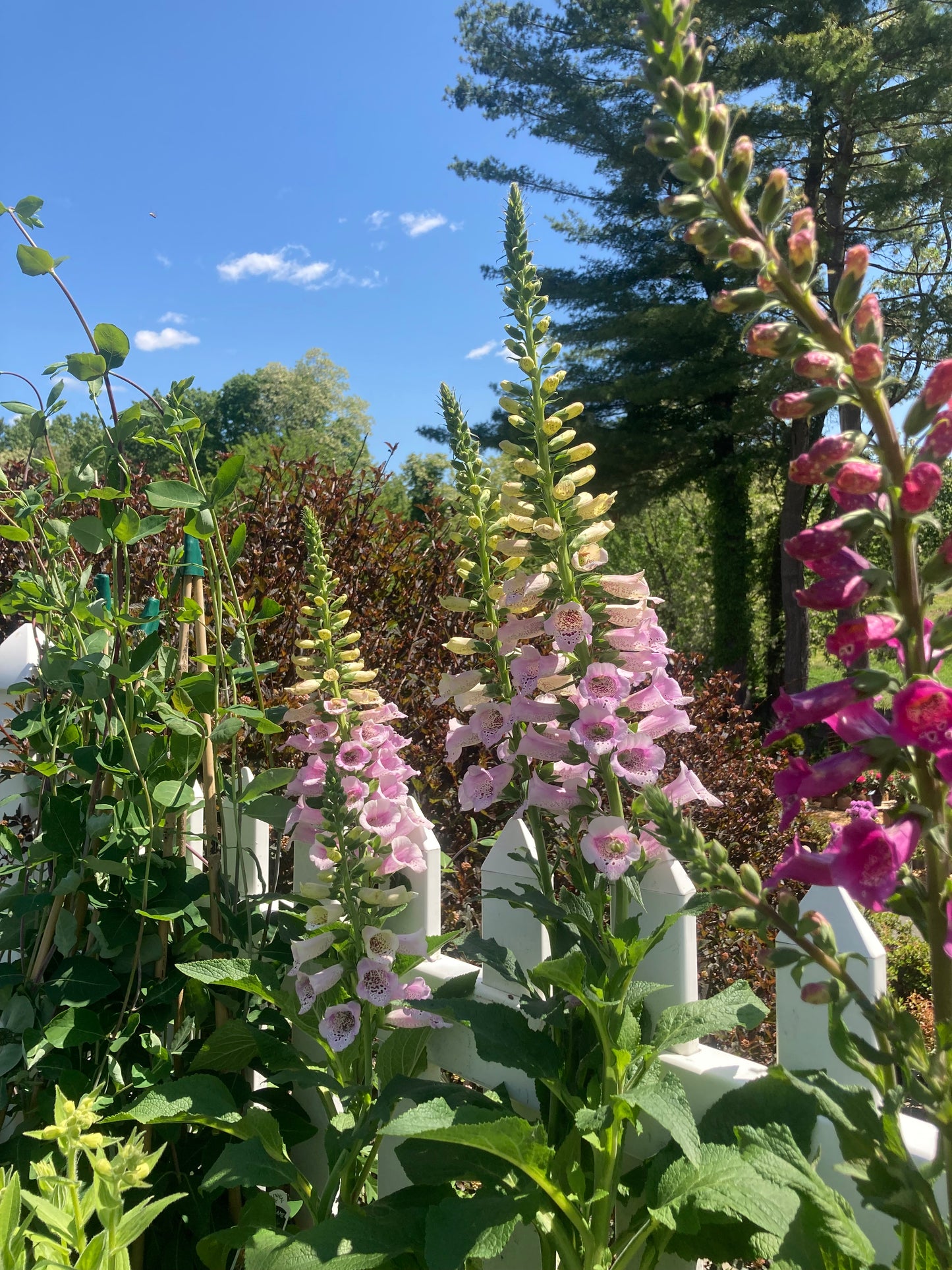 Digitalis Dalmation Mix 2g