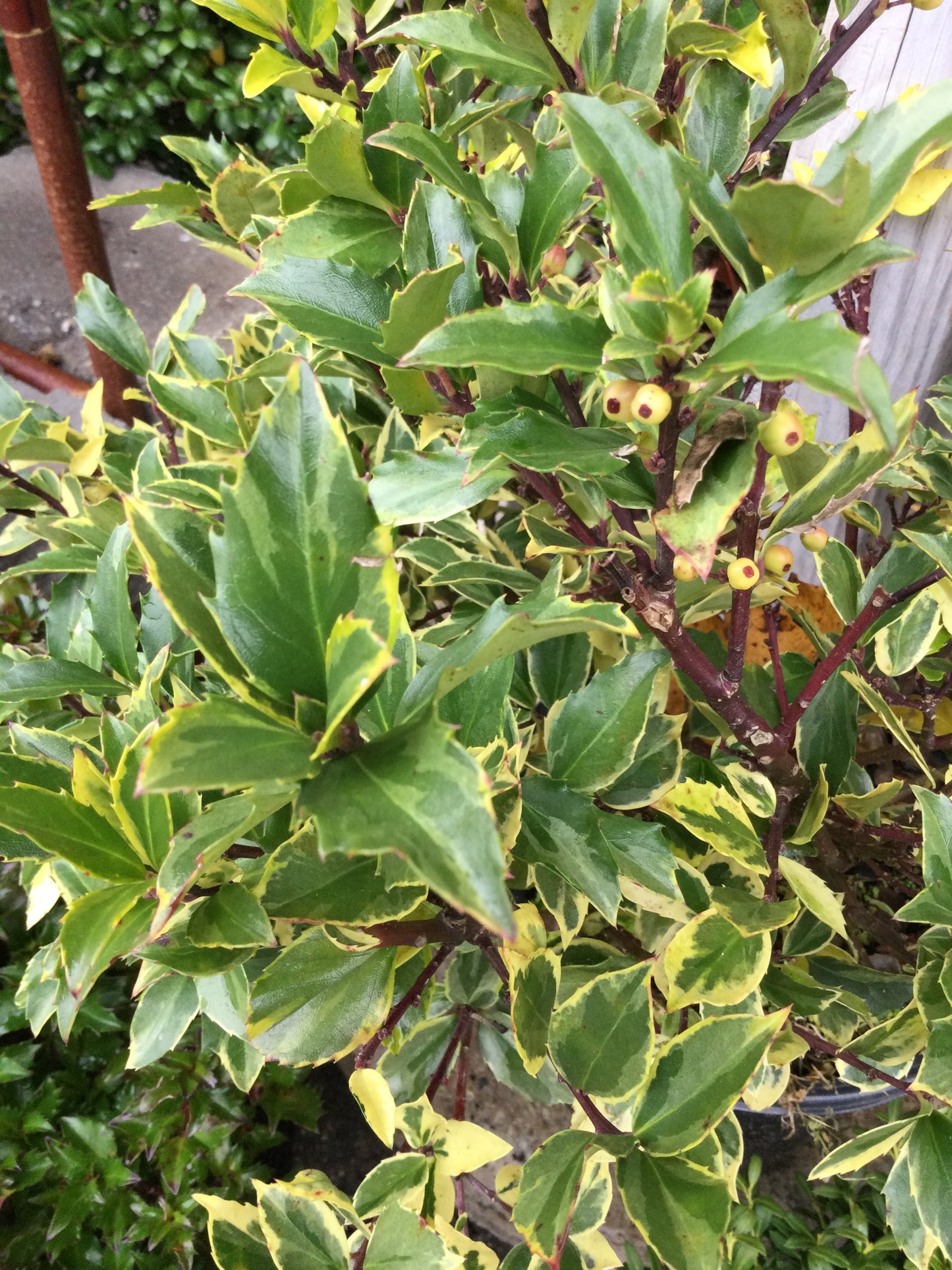 ILEX X MESERVEAE `HONEY MAID 2g