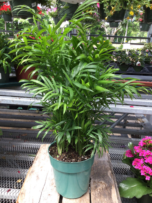 6' Neanthebella palm