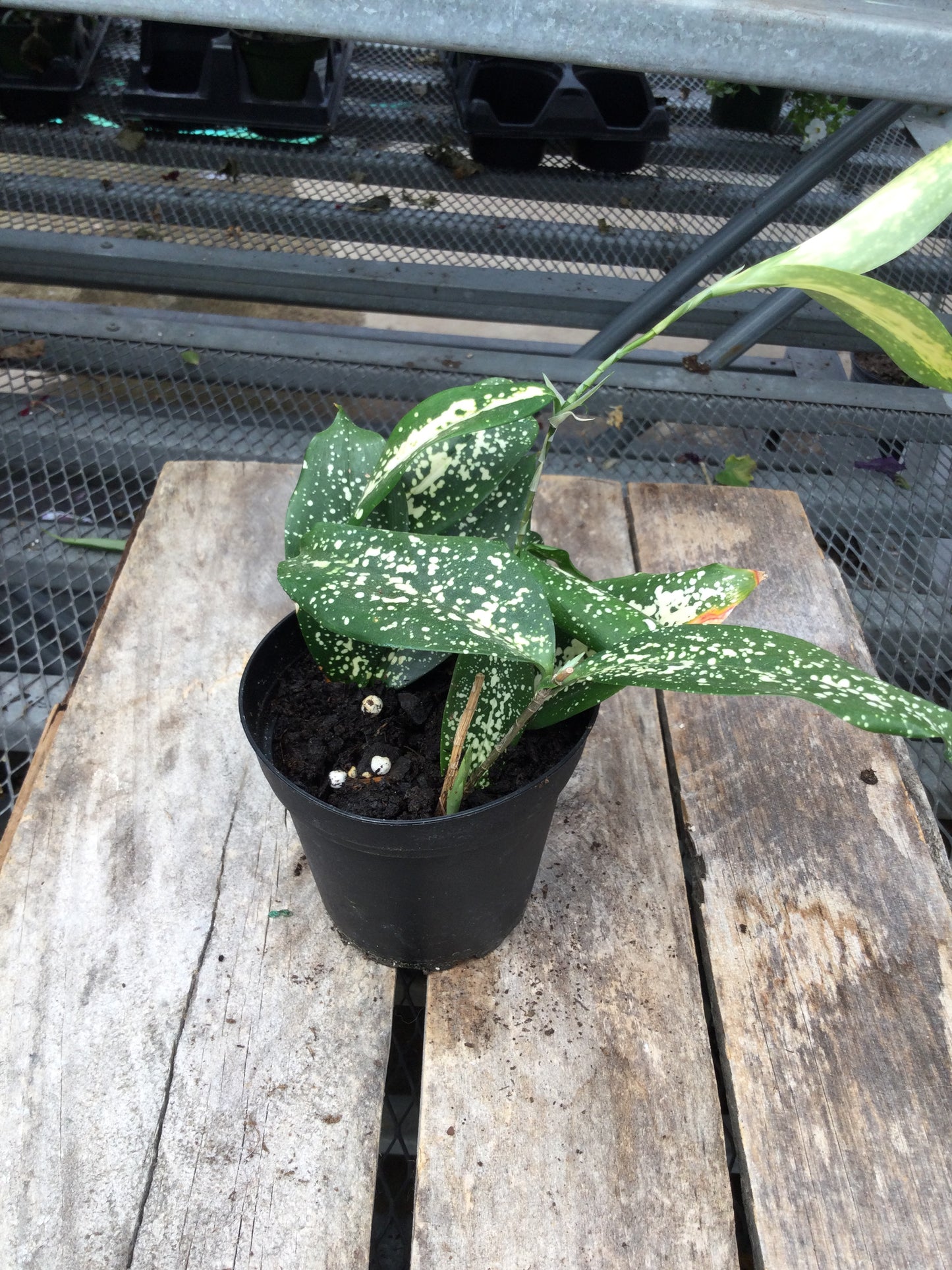 4' Florida Beauty plant