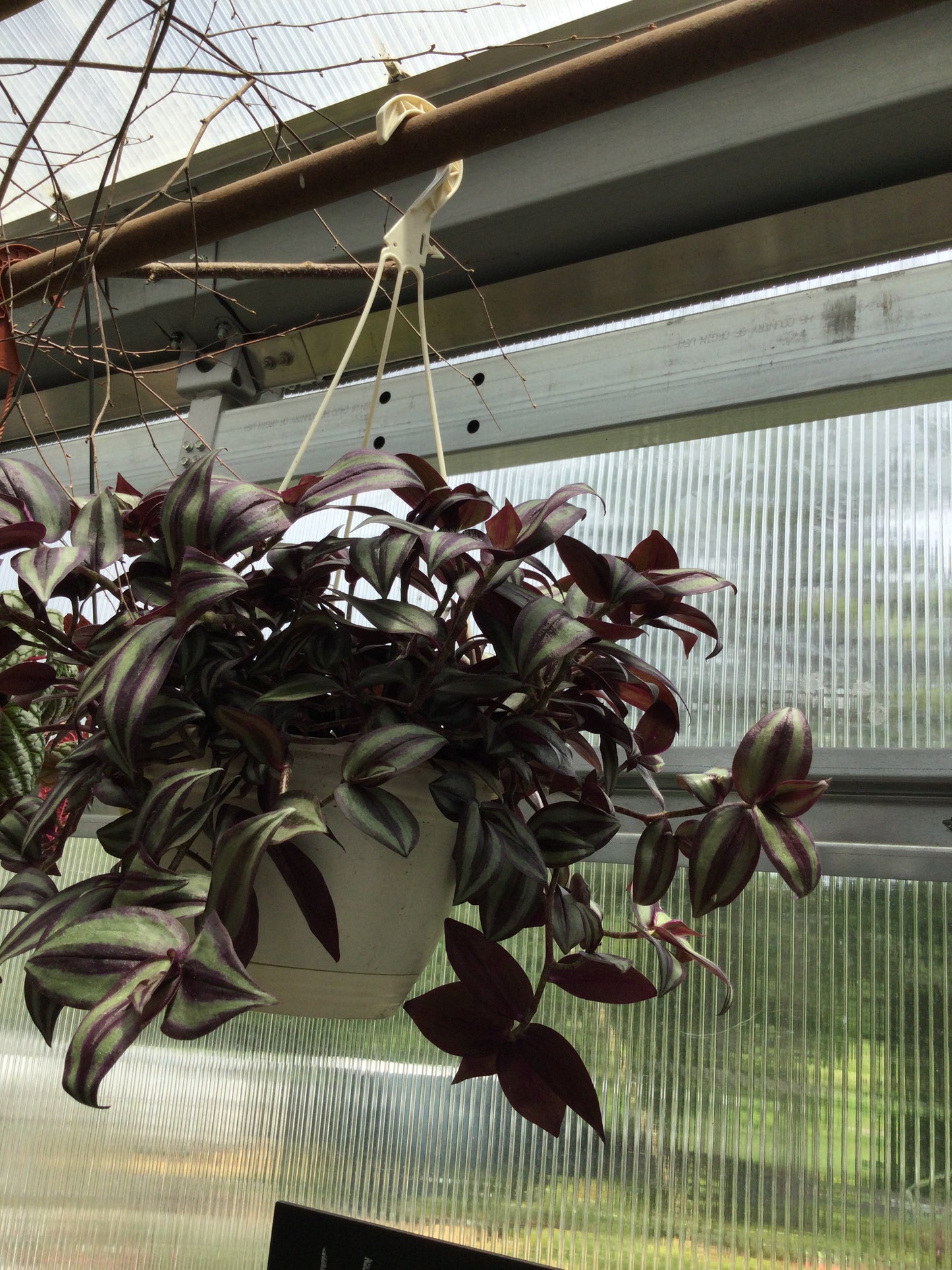 Wandering Jew Hanger
