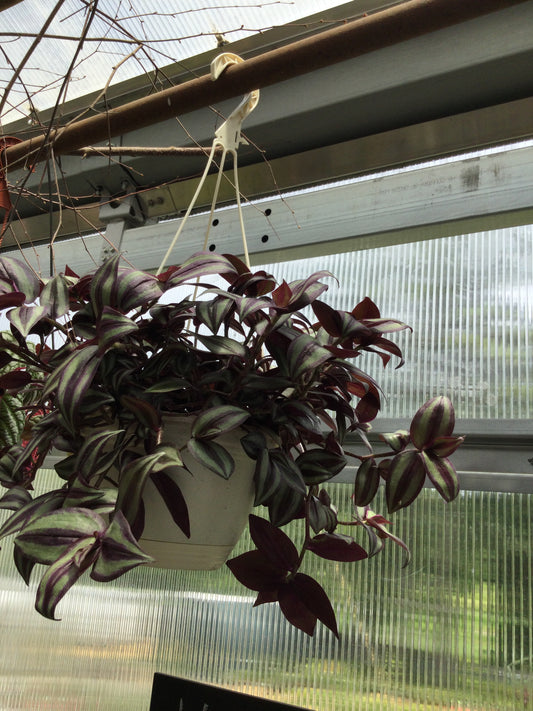 Wandering Jew Hanger