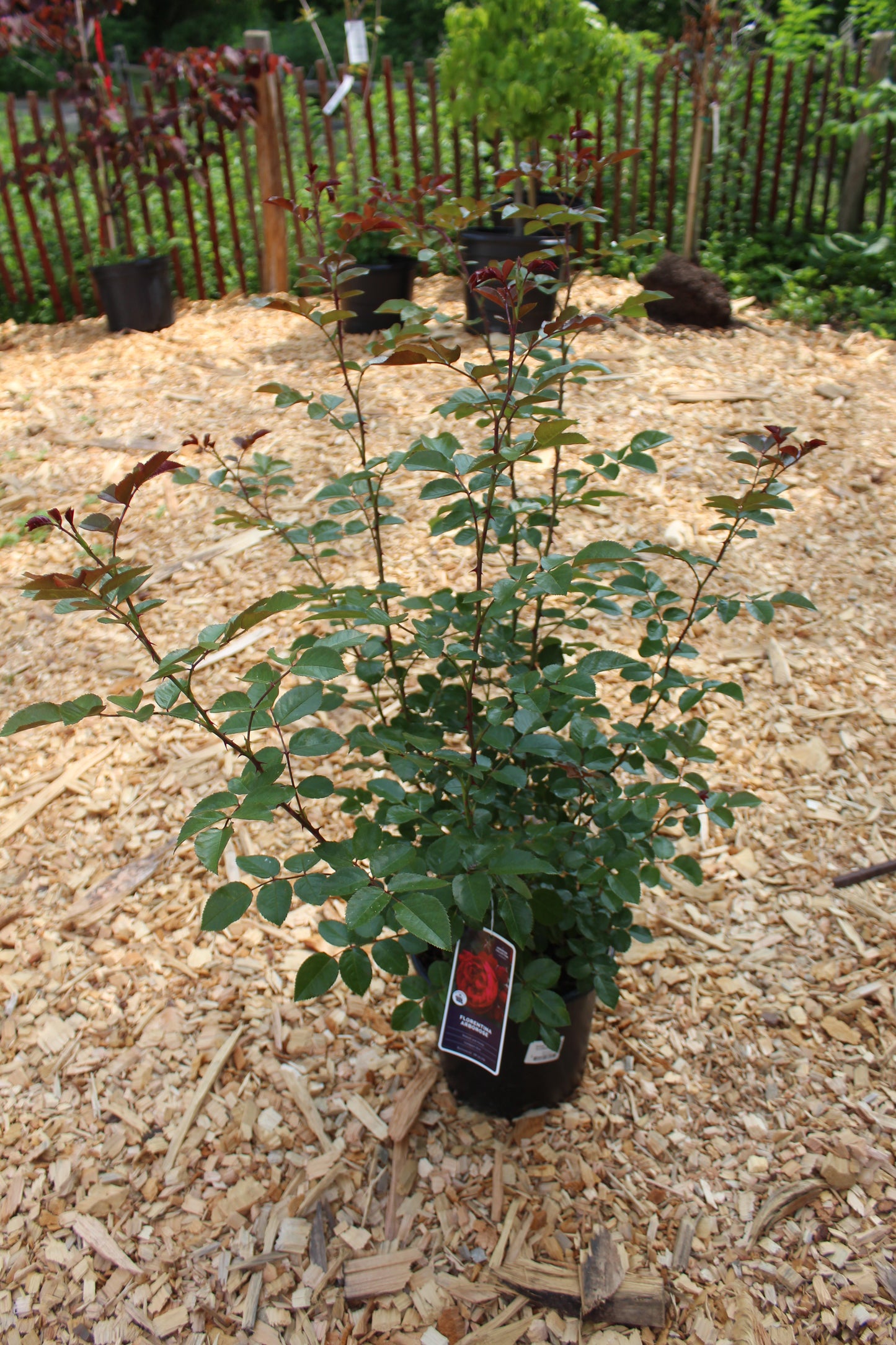 ROSA ARBOROSE `FLORENTINA` - CL 3g