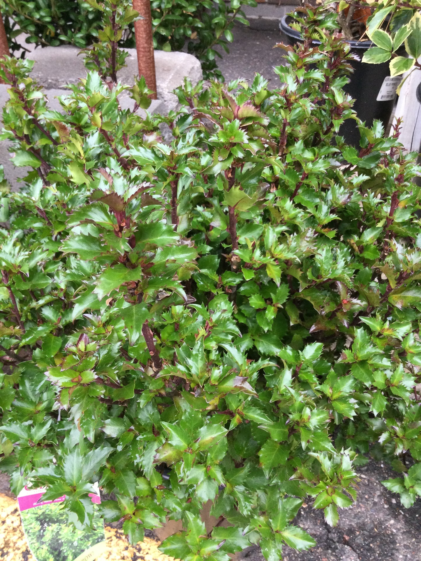 ILEX X MESERVEAE `EMERALD MAGIC 3g