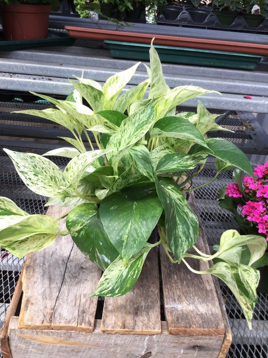6' marble queen pothos