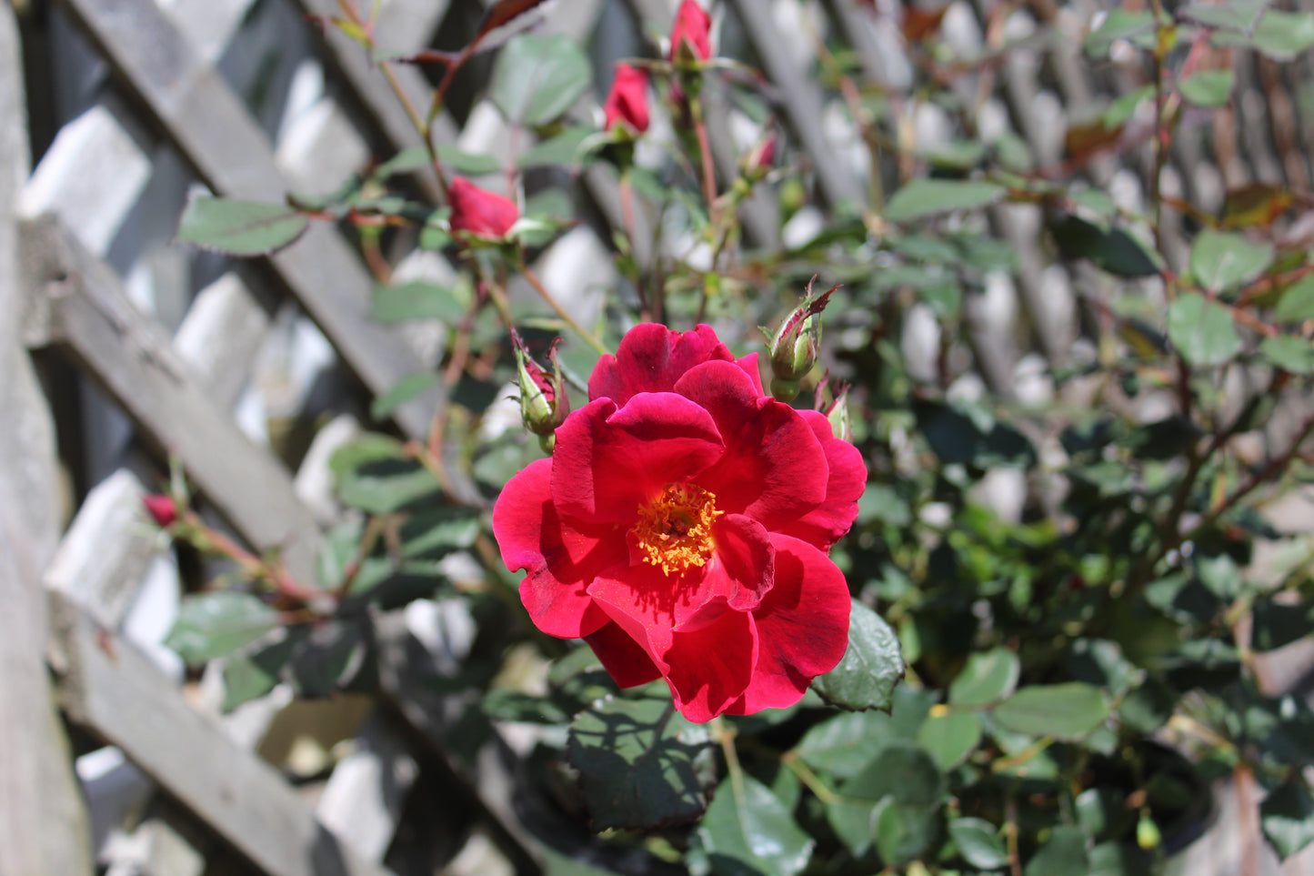 ROSA `MIRACLE ON THE HUDSON 3g