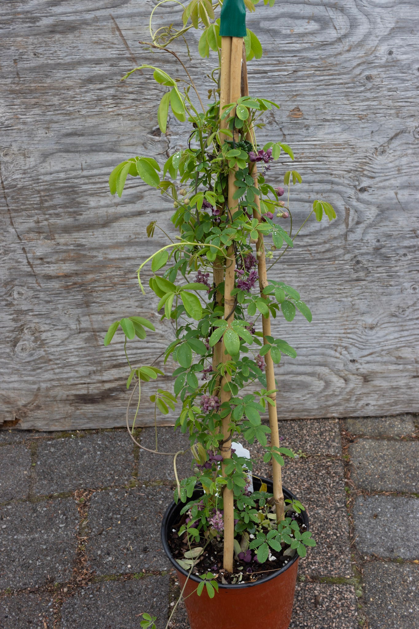 AKEBIA QUINATA 2G