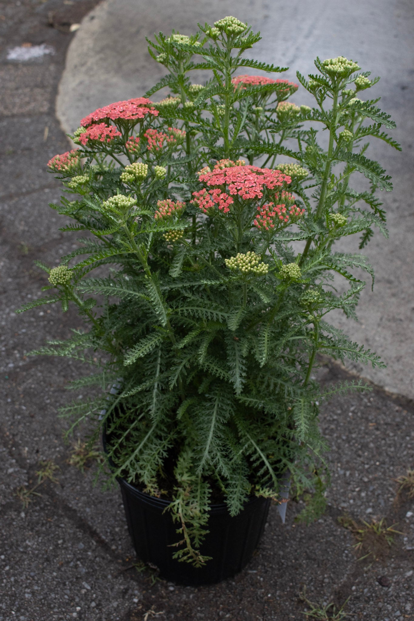 Achillea Apricot Delight 1g
