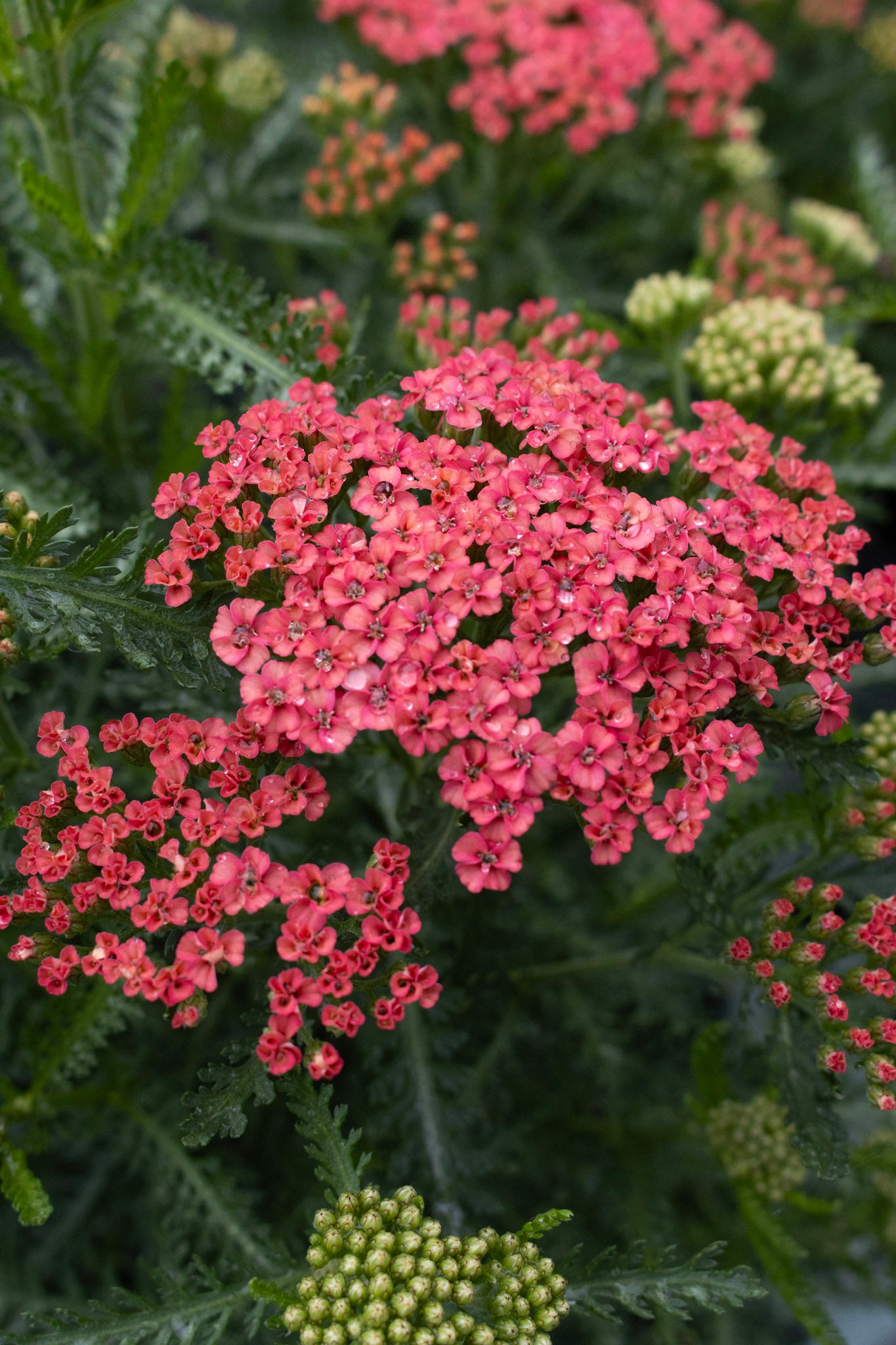 Achillea Apricot Delight 1g
