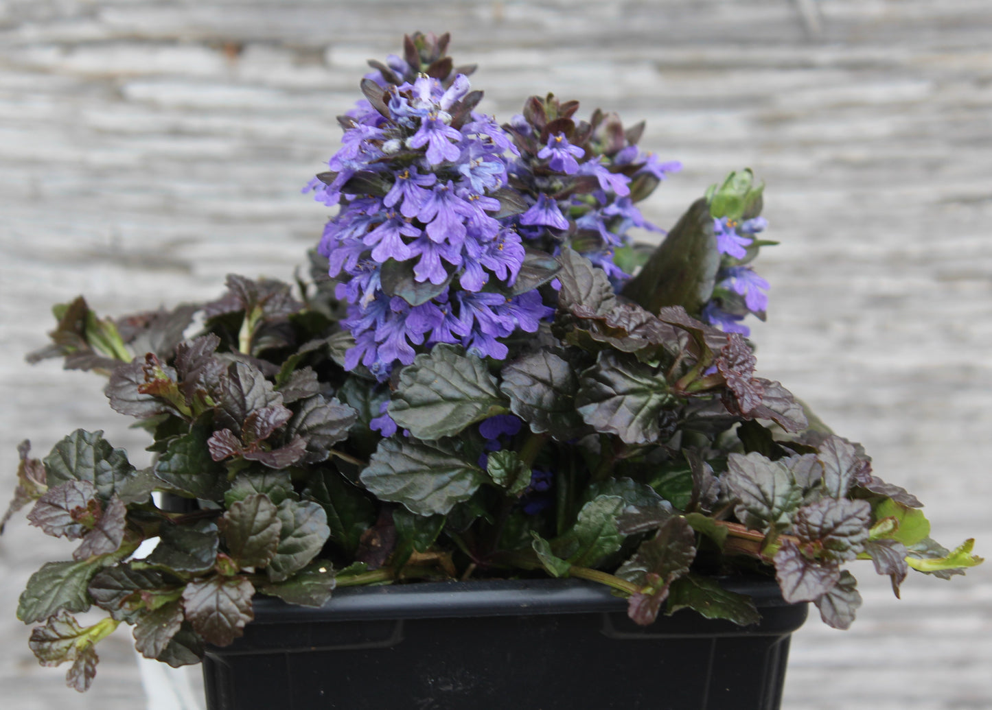 AJUGA reptans Bronze Beauty Quart