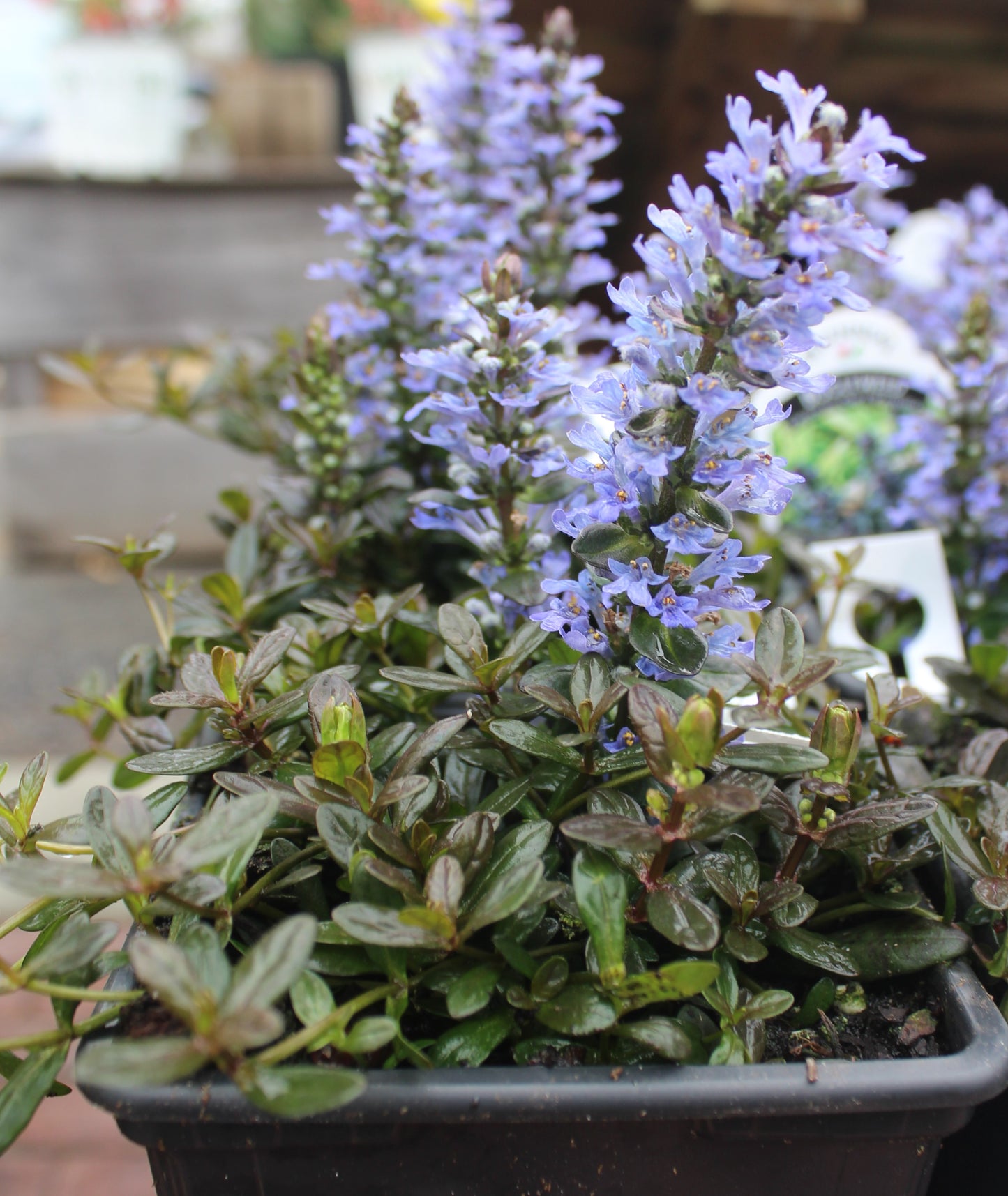 Ajuga Chocolate Chip