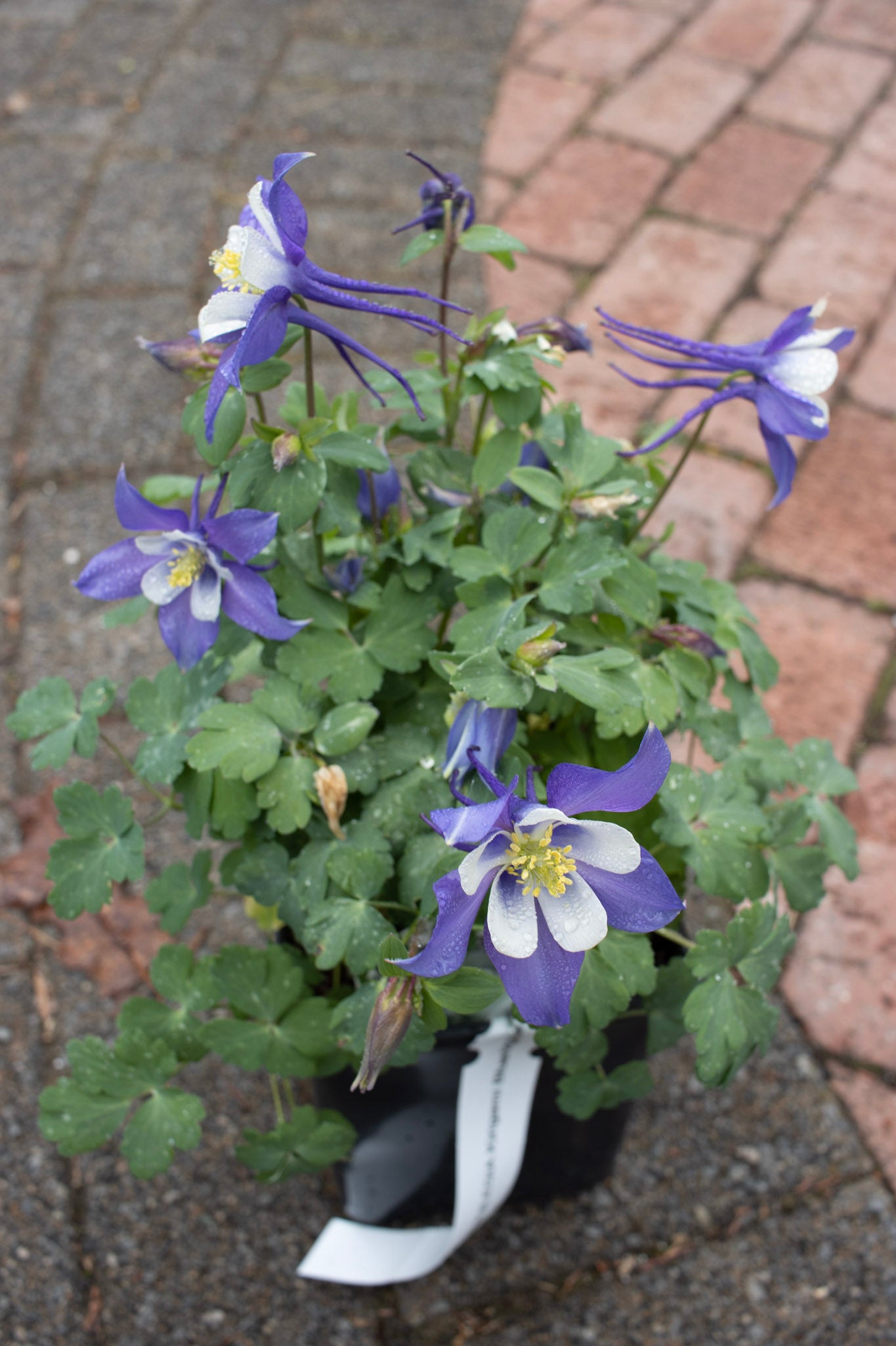 AQUILEGIA Kirigami Blue/White Quart