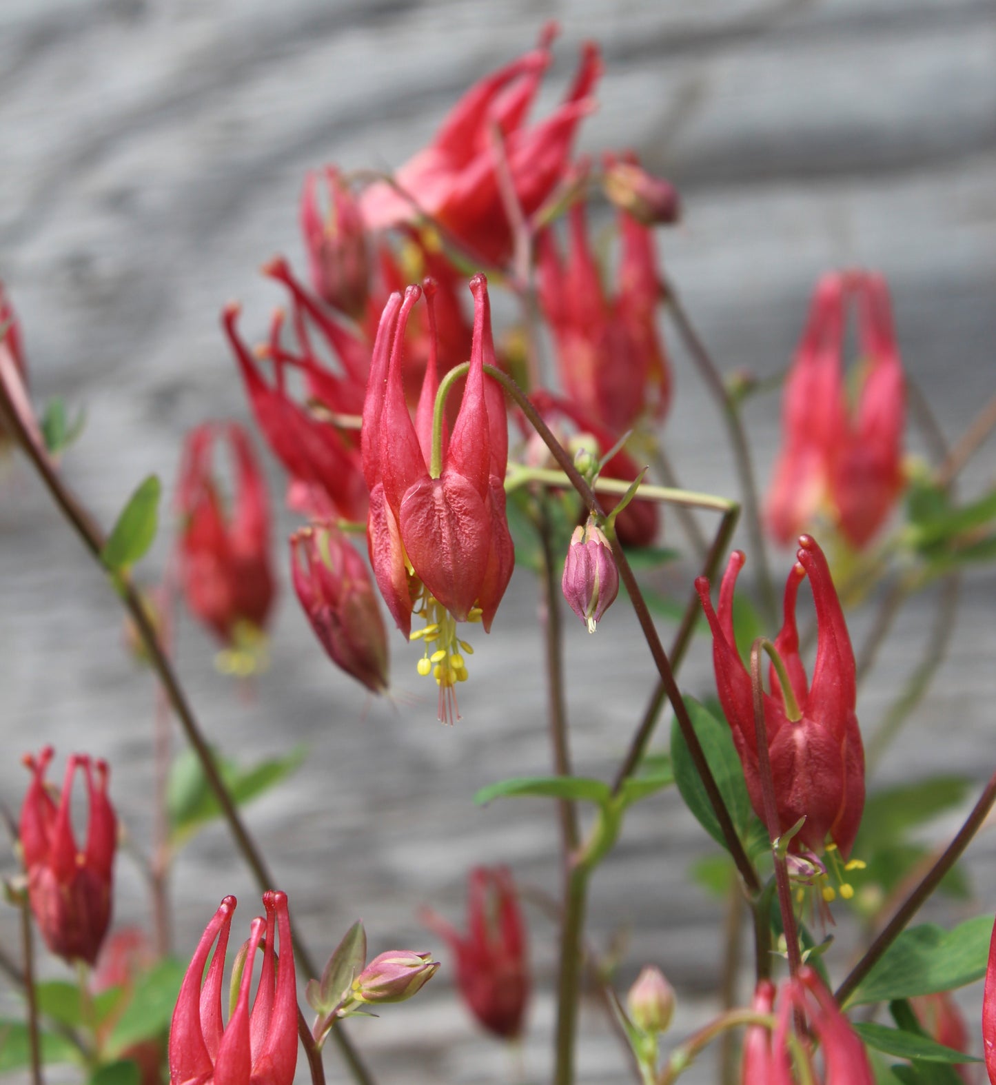 Aquilegia Little Lanterns quart