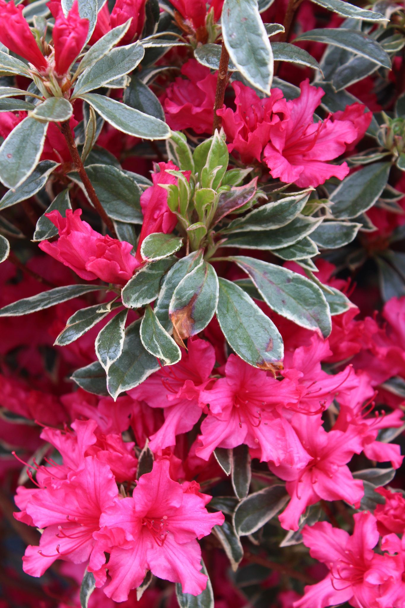 AZALEA `ARCTIC ROSE ,3