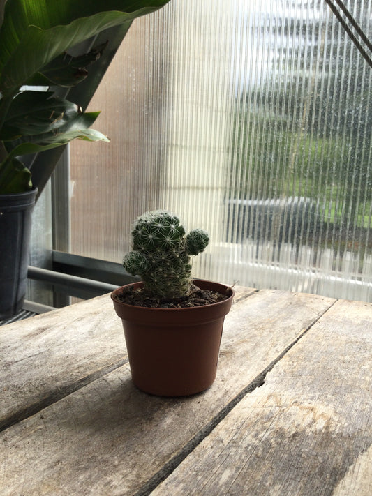 3' Cactus