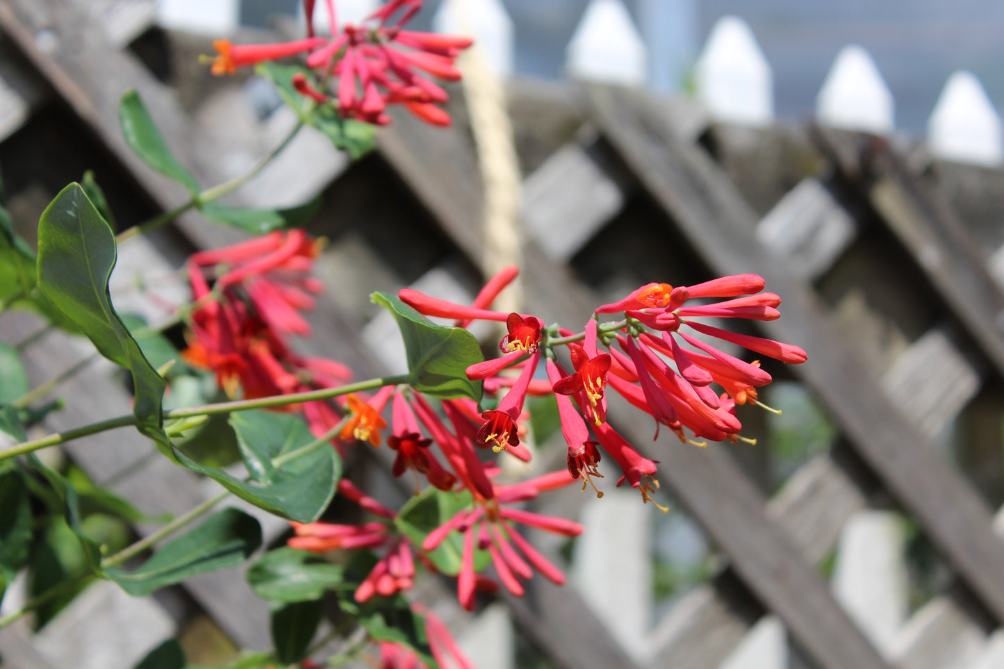 Lonicera sempervirens Major Wheeler 3g