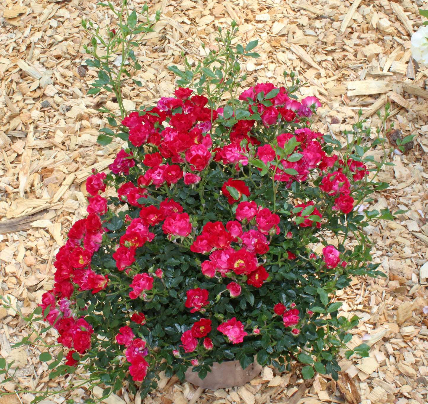 Rose Drift Red 2g