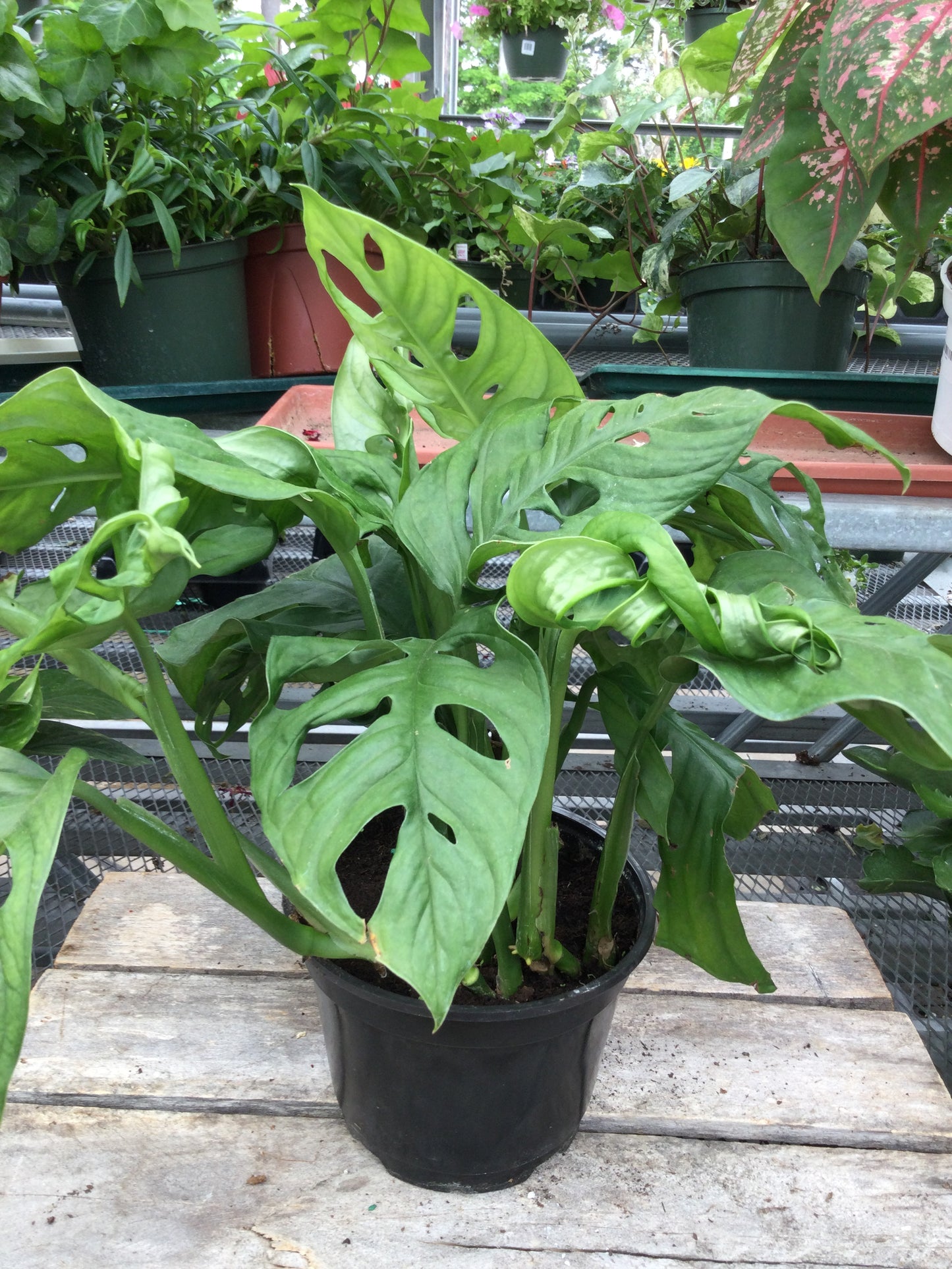 6' Monstera Deliciosa Swiss cheese