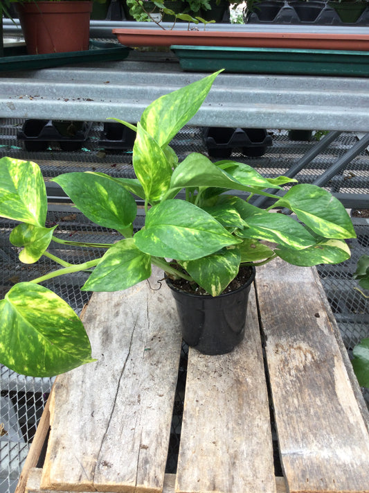 4' pothos