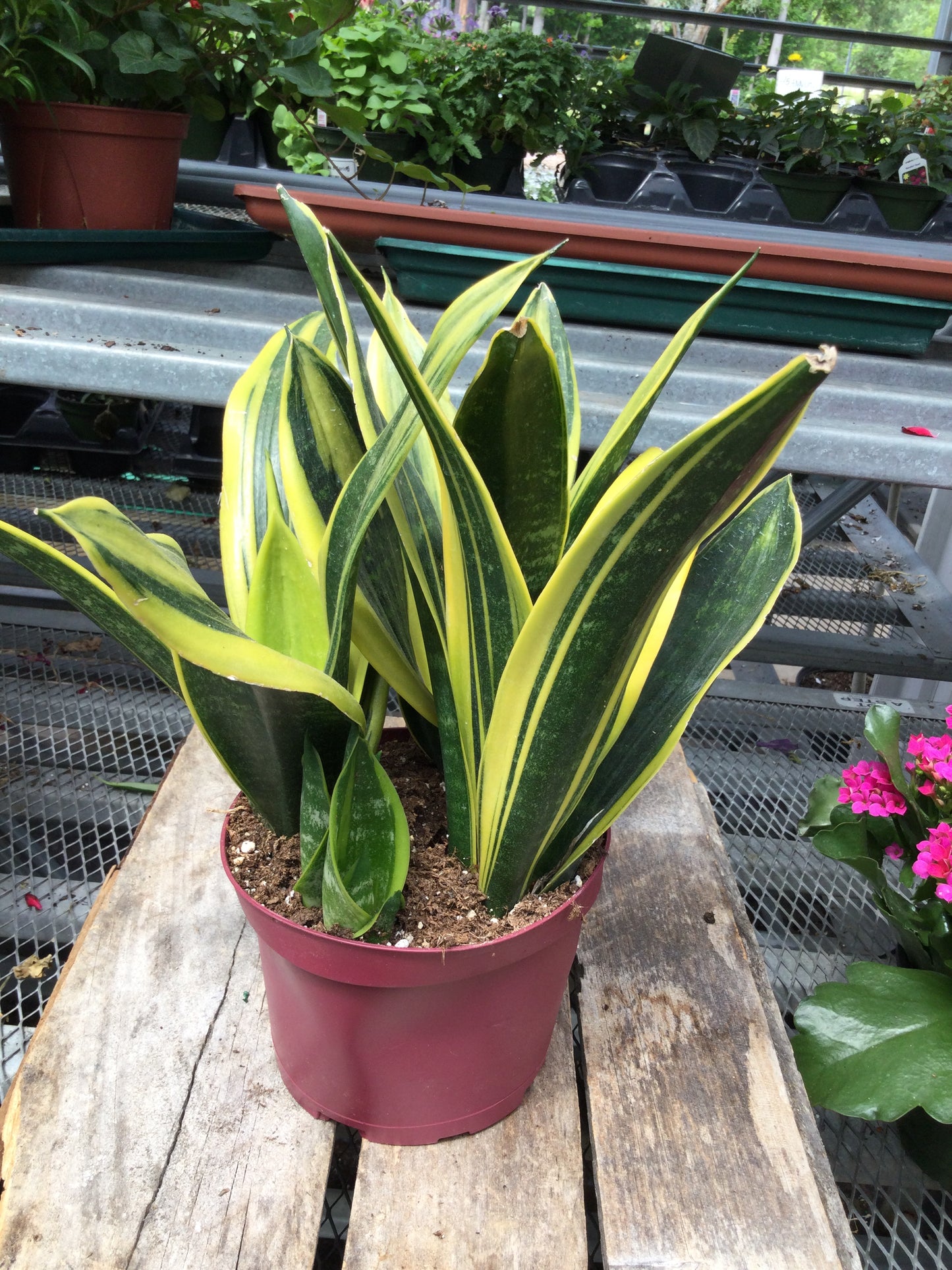 6" snake plant