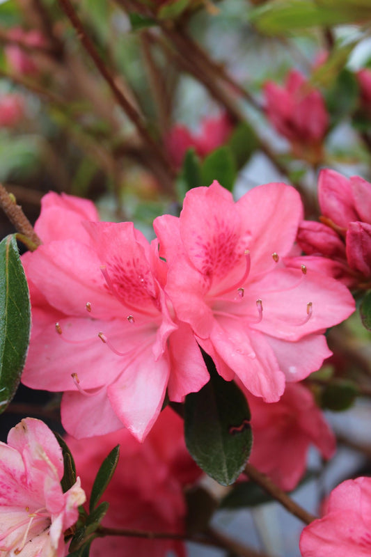 Azalea x Blaauws Pink