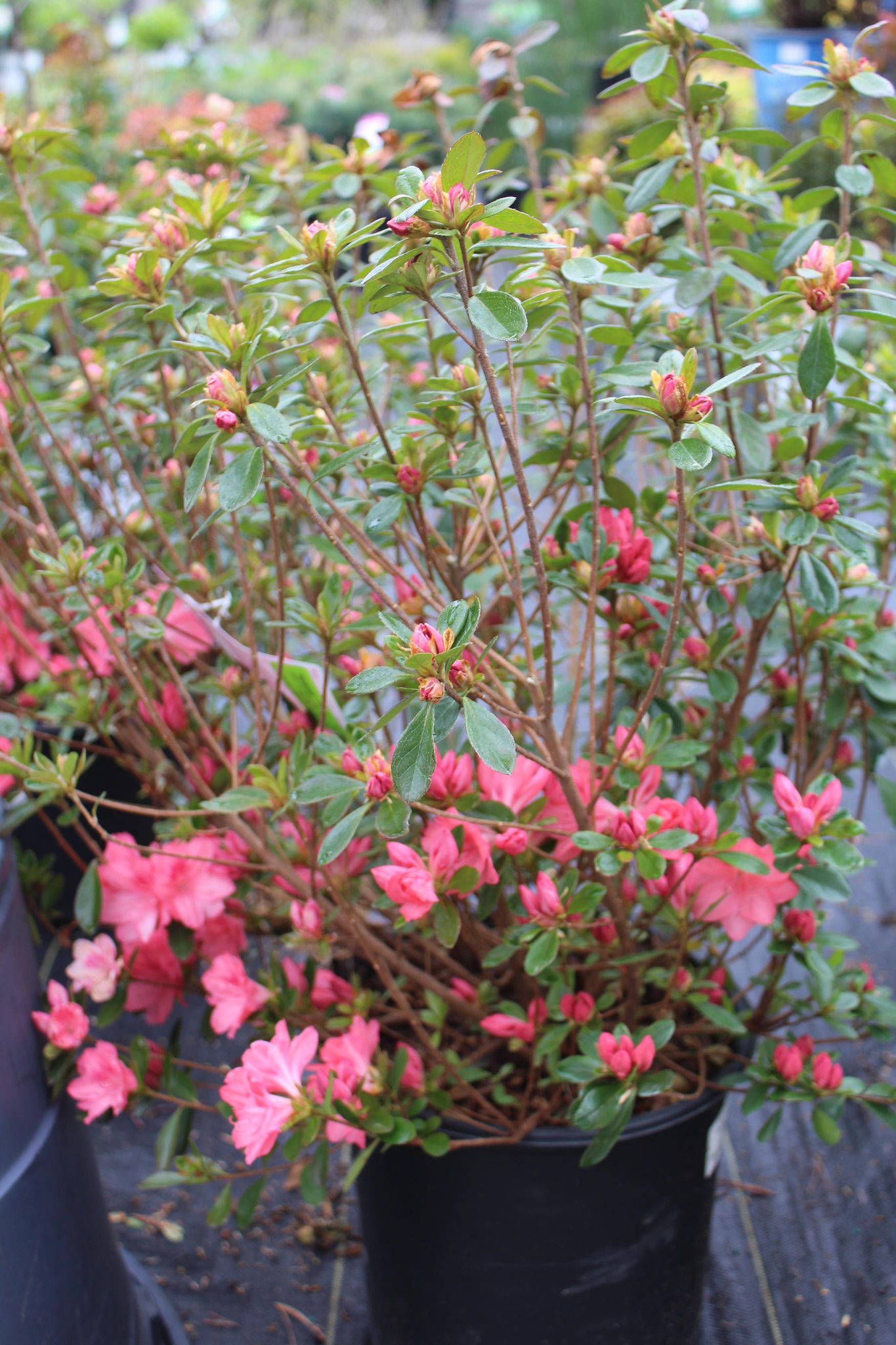Azalea Blaauws Pink 3g