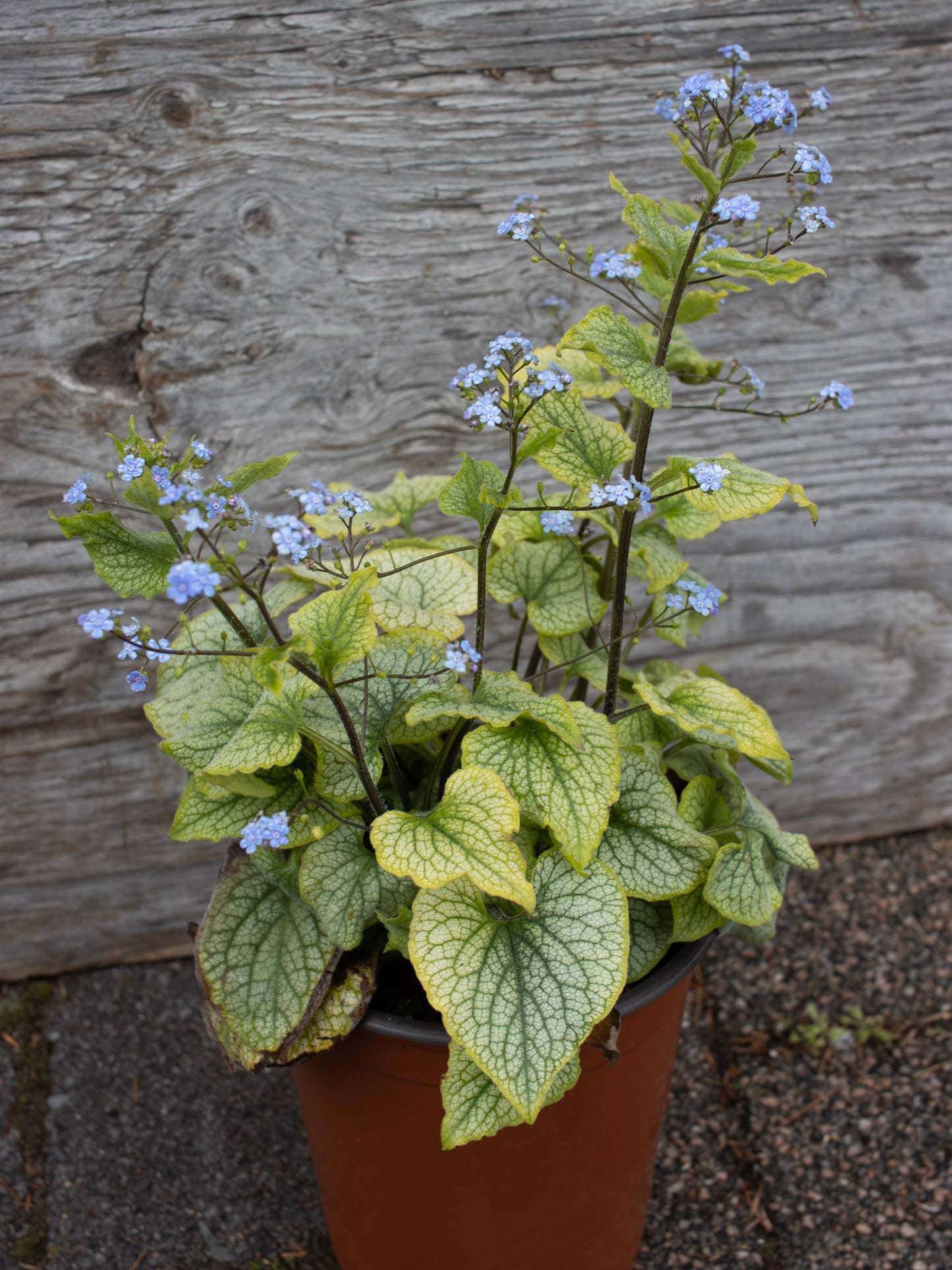 BRUNNERA macro. Alexanders Great 1g