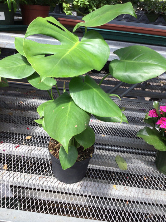 6' Monstera