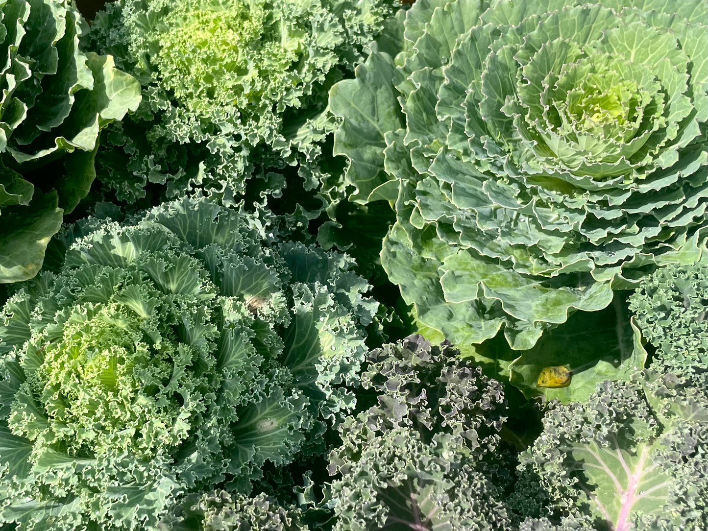 large cabbage/kale