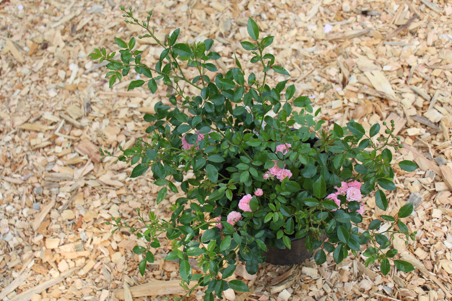 ROSA `THE FAIRY 3g