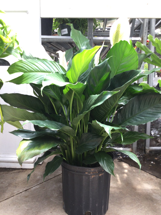 8' spathiphyllum