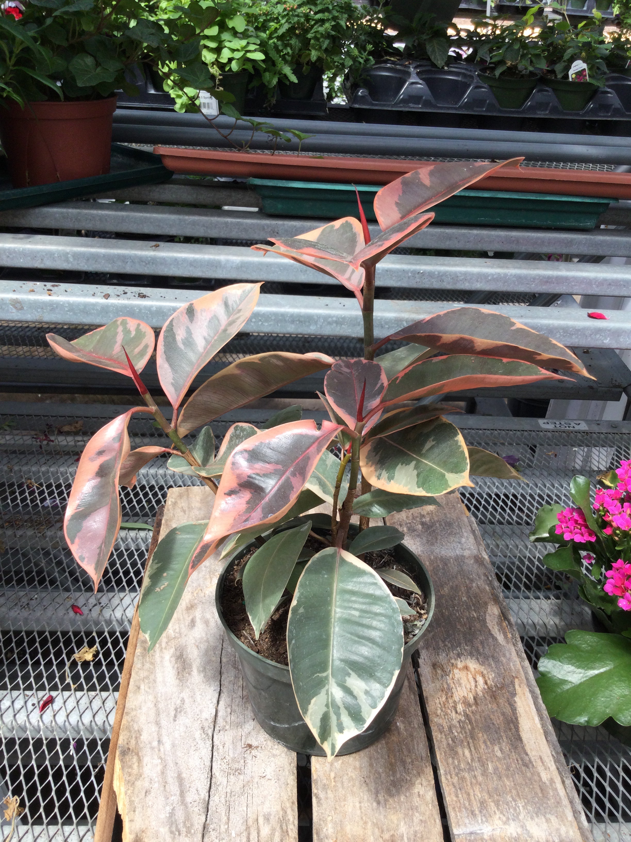 tri color rubber tree tricolor rubber 6'