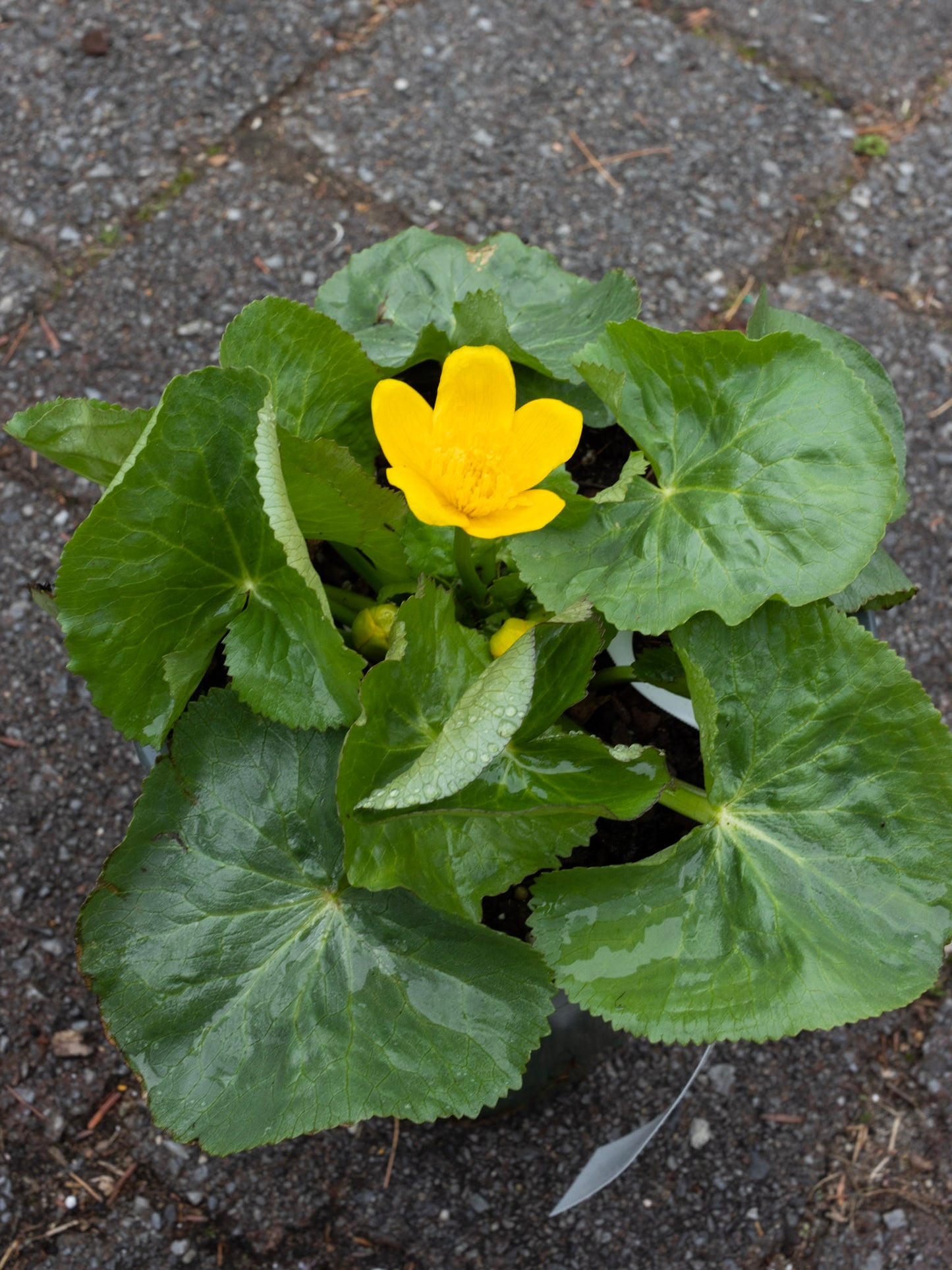 CALTHA palustris 1g (Marsh Marigold)