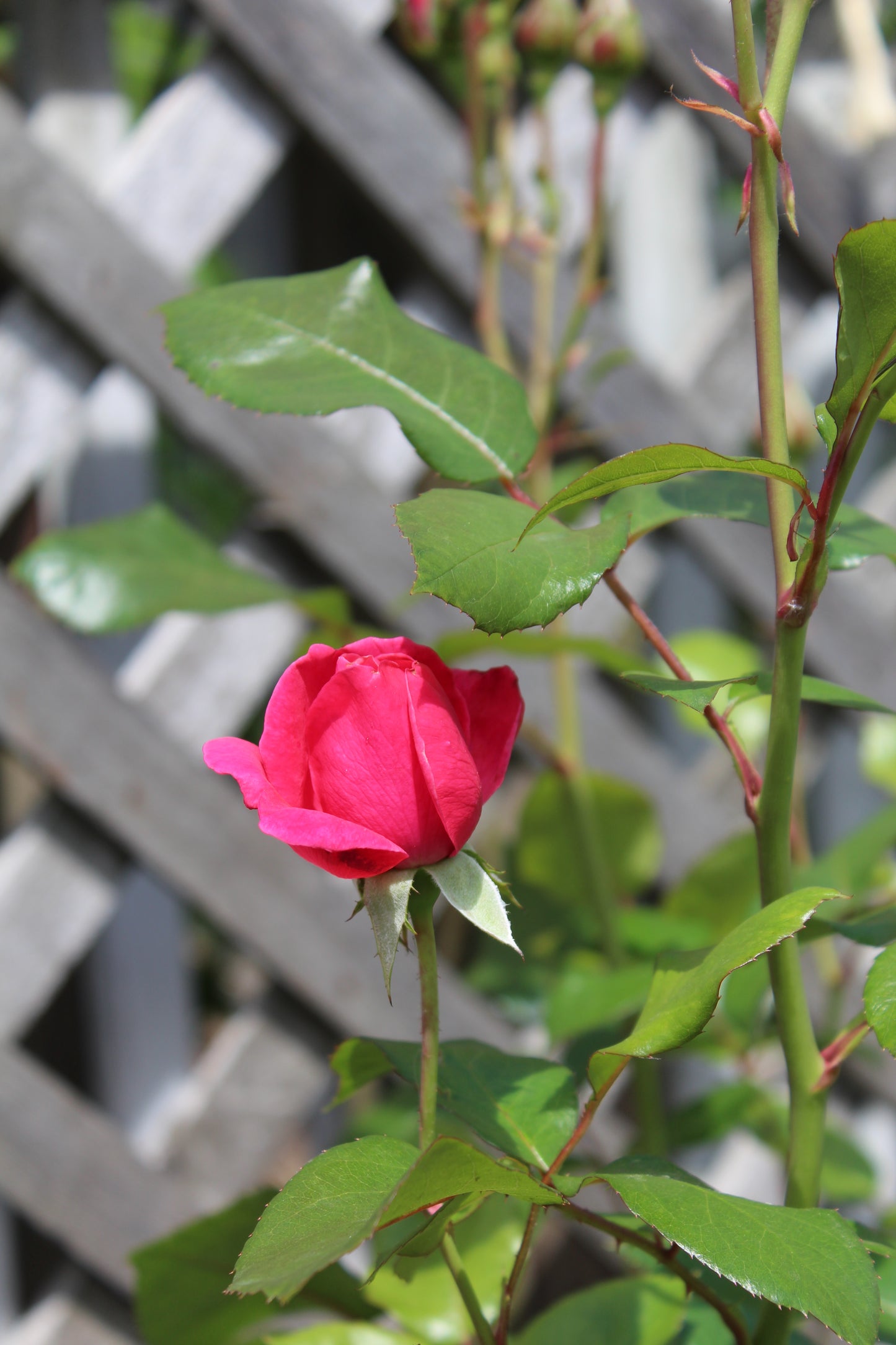 ROSA EE `GRANDMAS BLESSING 2g