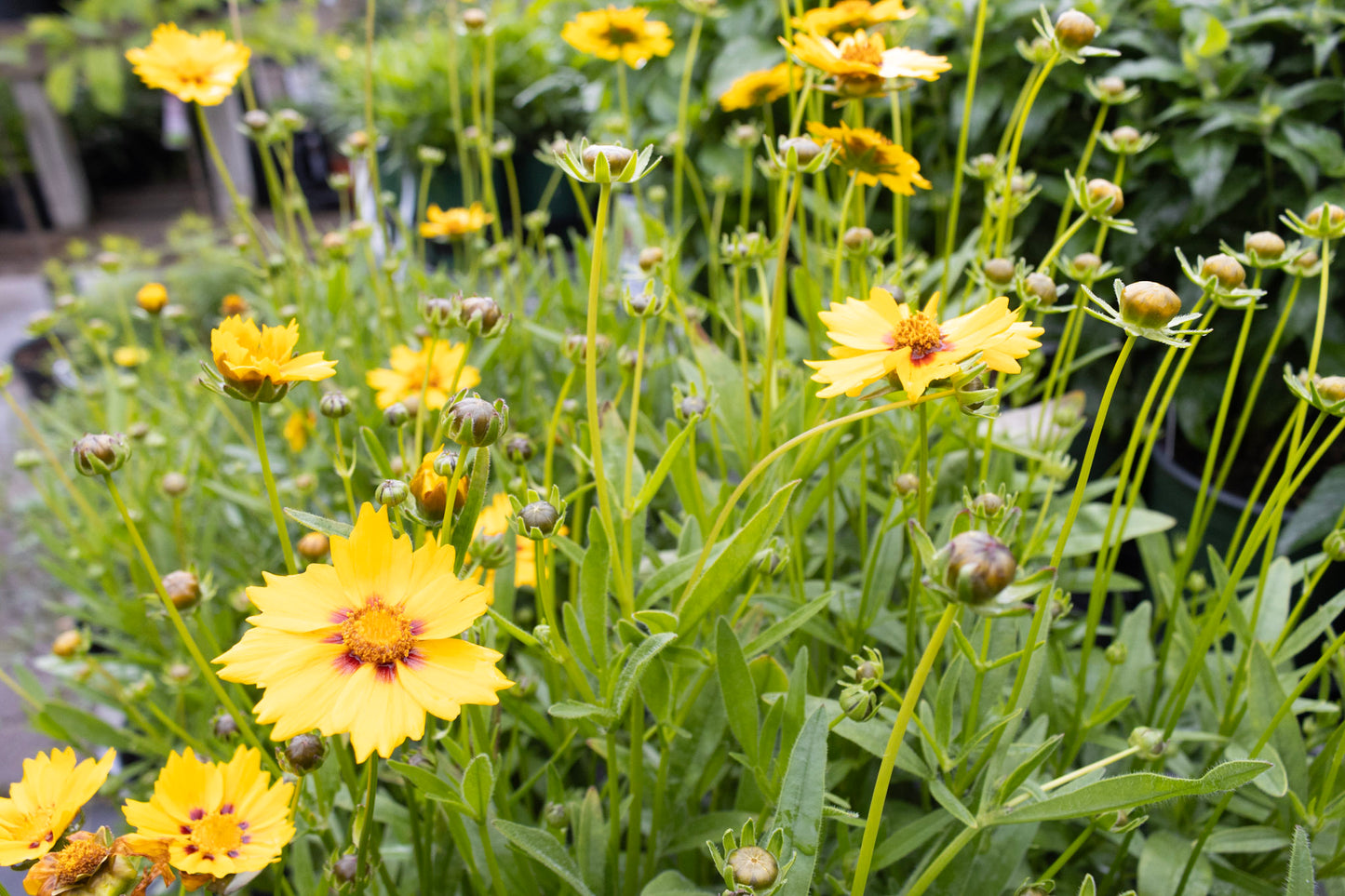 Coreopsis Sterntaler 1g