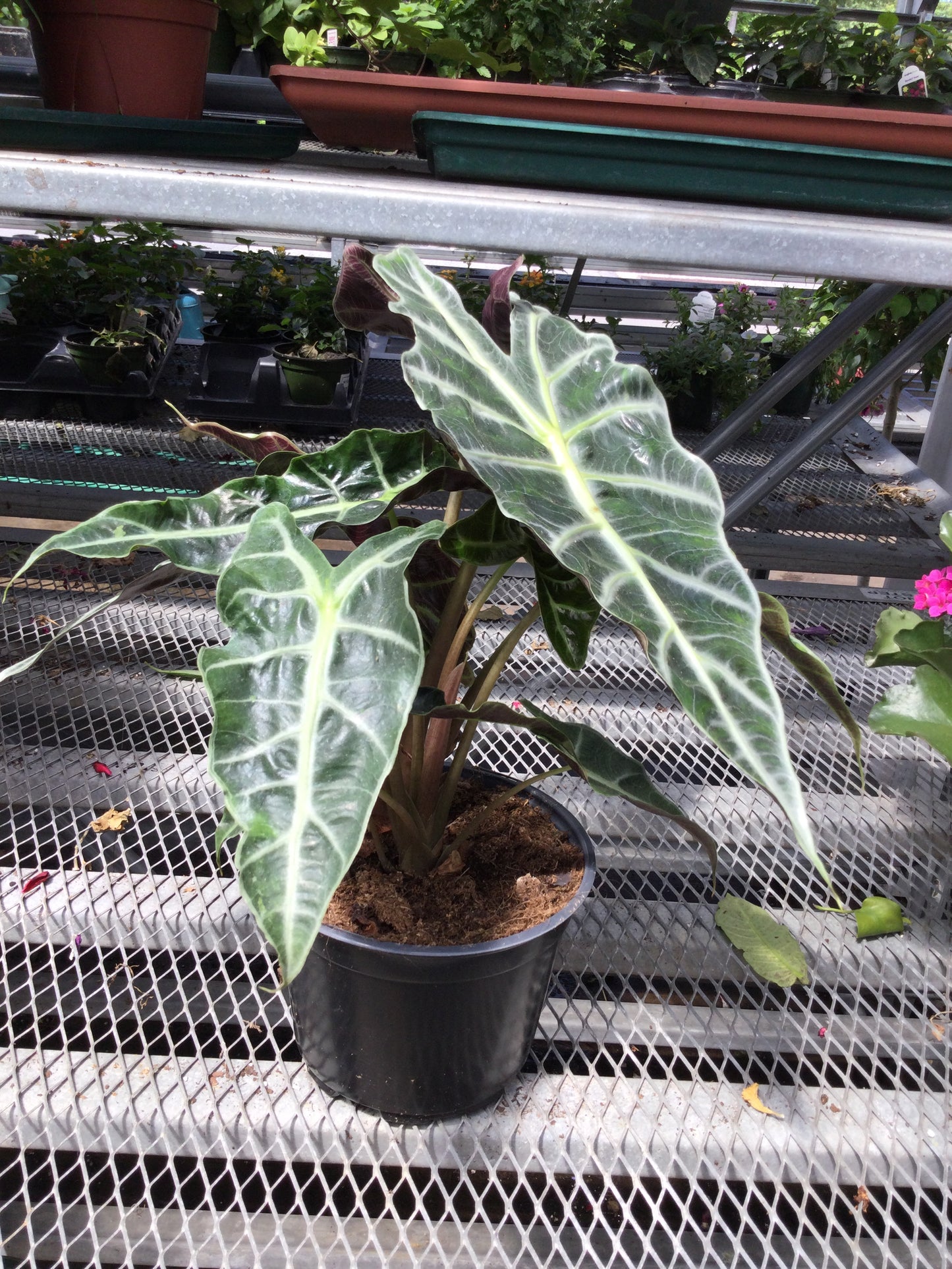 6" Alocasia