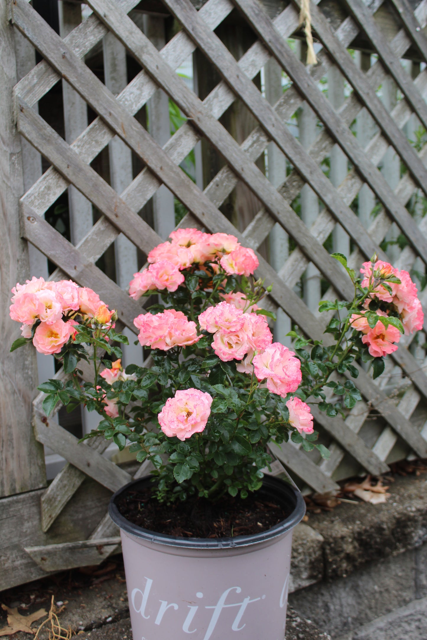 ROSA `DRIFT PEACH 2g