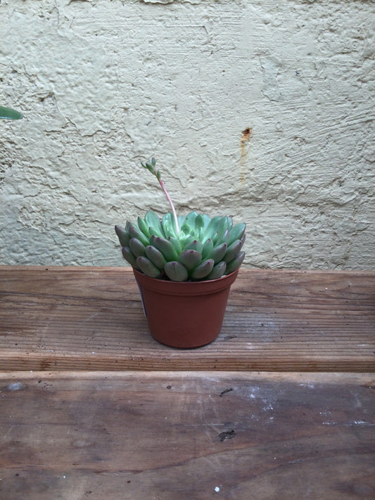 3' Succulent