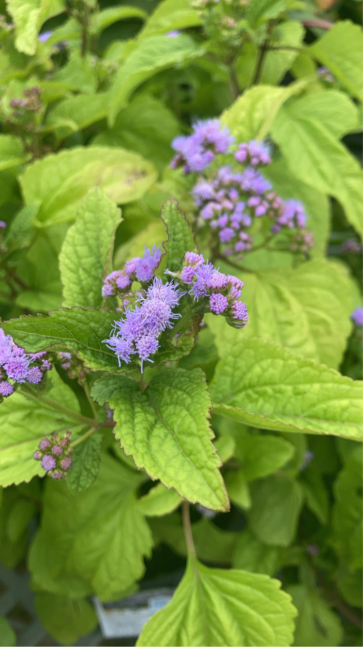 Eupatorium coelestinum 1g
