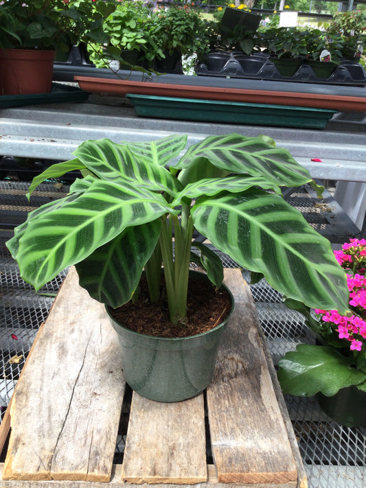 6' Calathea