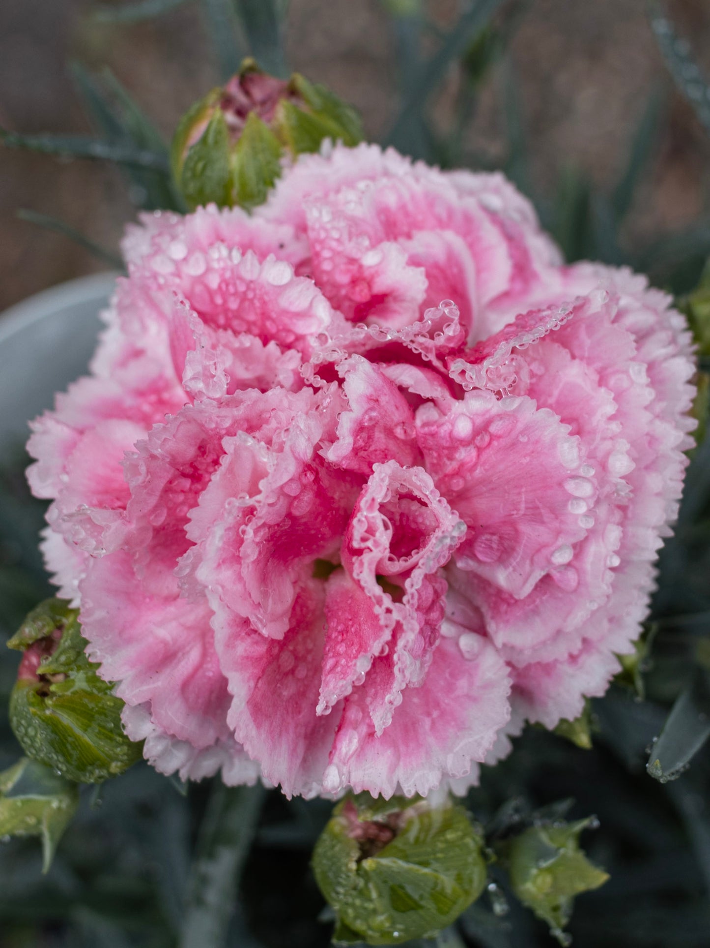 DIANTHUS Coral Reef Jumbo
