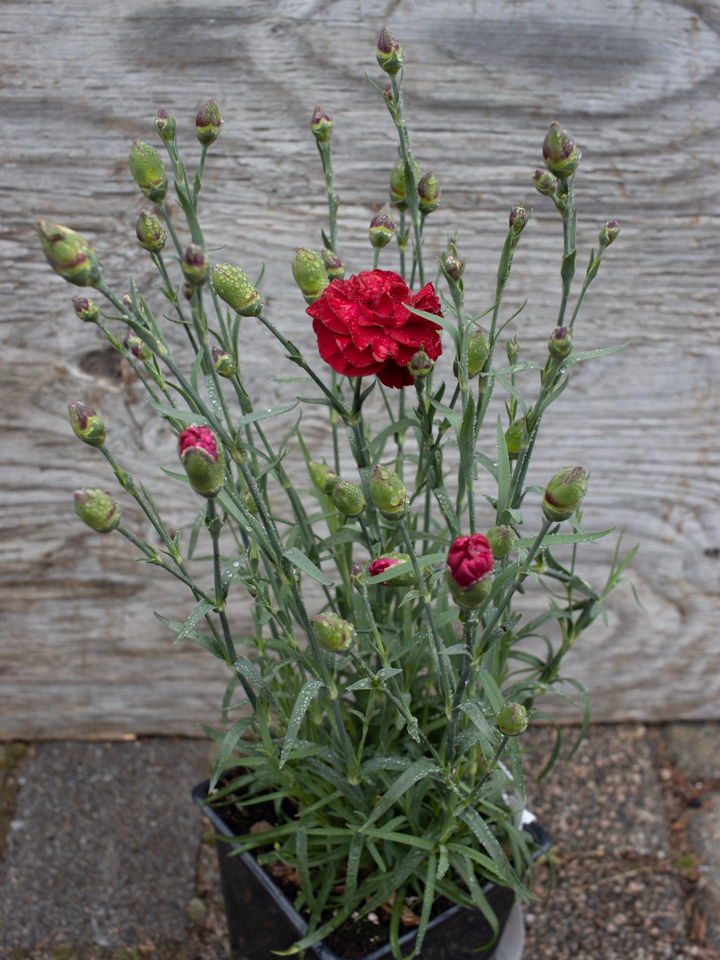 DIANTHUS Passion Jumbo