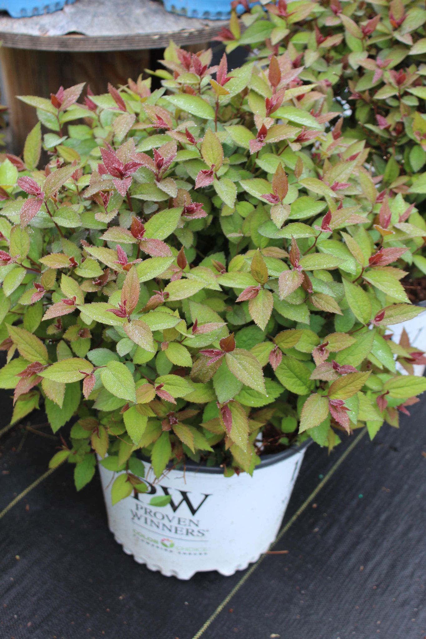 SPIRAEA DOUBLE PLAY RED 3g