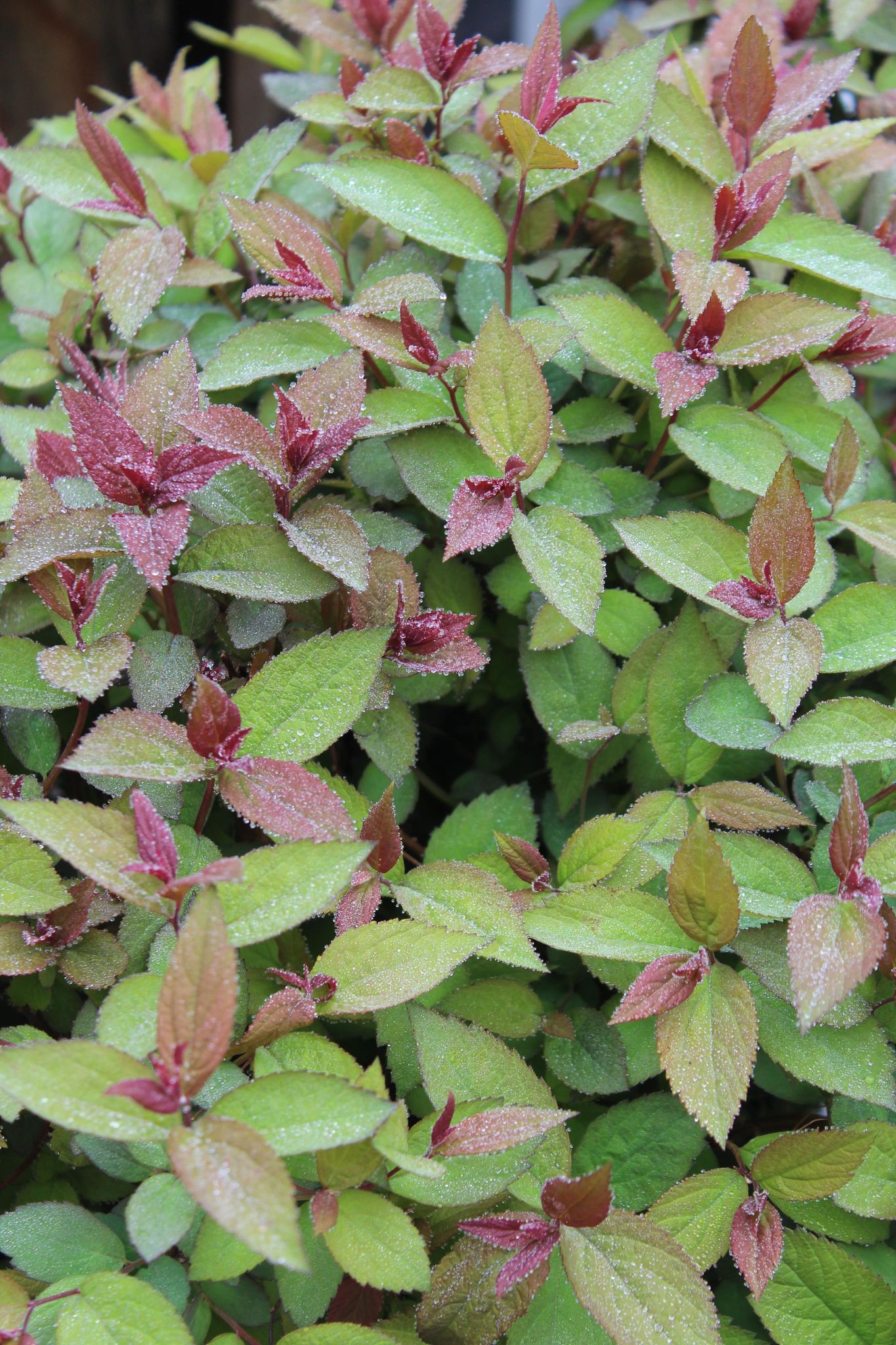 SPIRAEA DOUBLE PLAY RED 3g