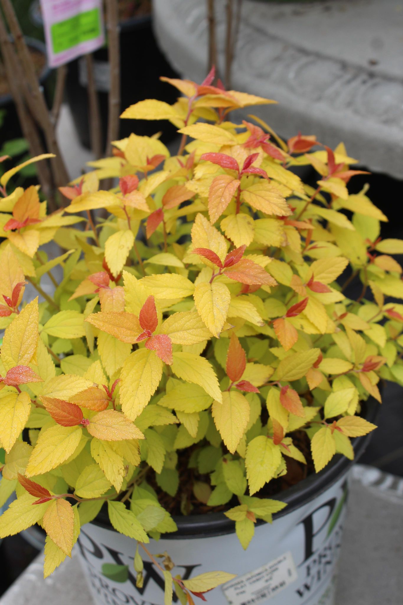 Spiraea jap. Dbl Play Candy Corn 3g