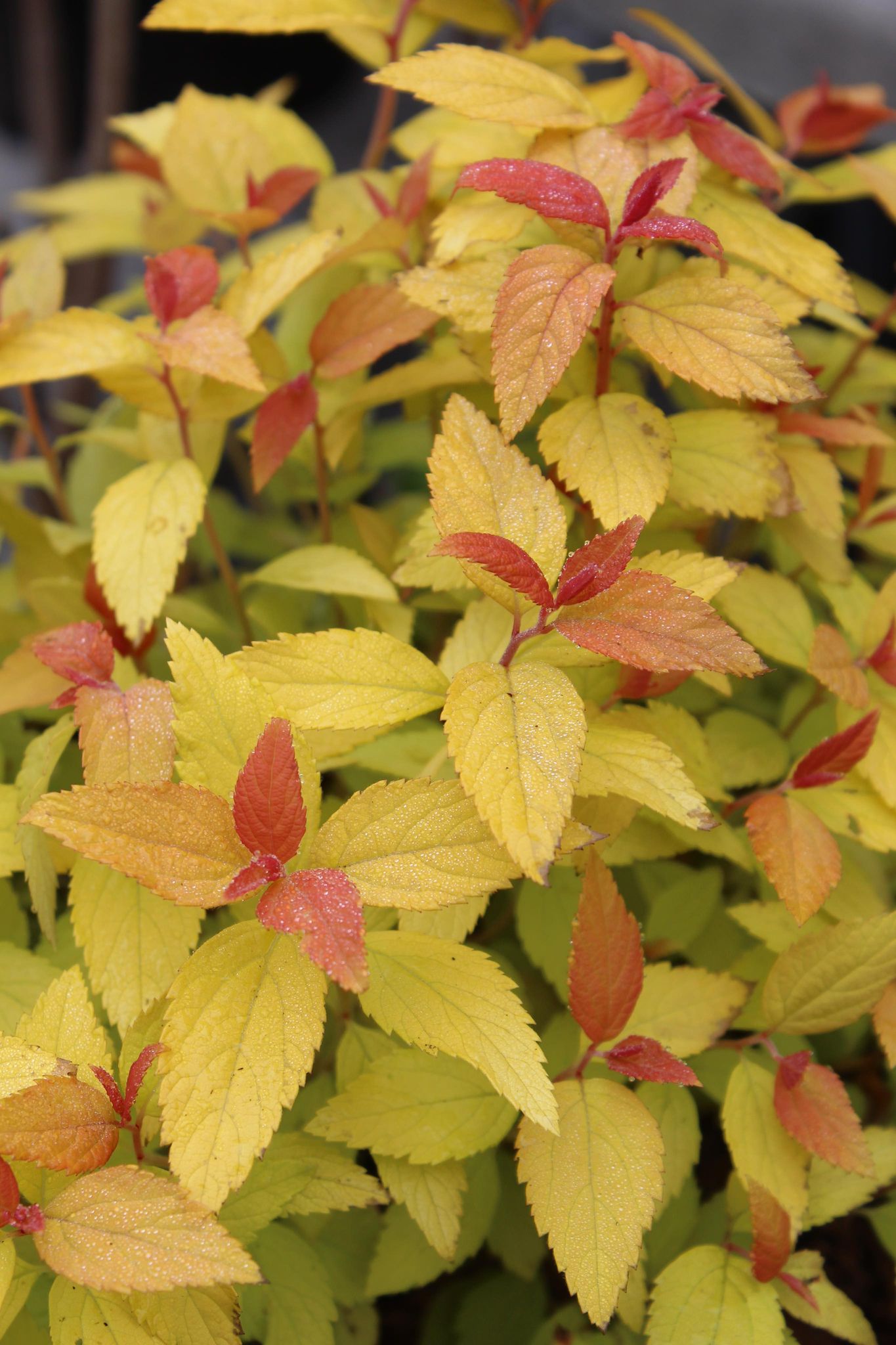 SPIRAEA DBL PLAY CANDY CORN 2g